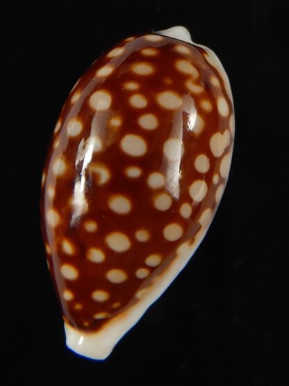 Cribrarula abaliena australiensis 31.12 mm Gem (-)-62001