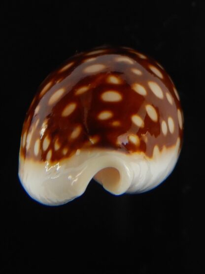 Cribrarula abaliena australiensis 31.12 mm Gem (-)-61999