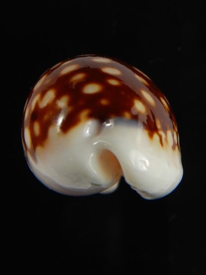 Cribrarula abaliena australiensis 31.12 mm Gem (-)-62002