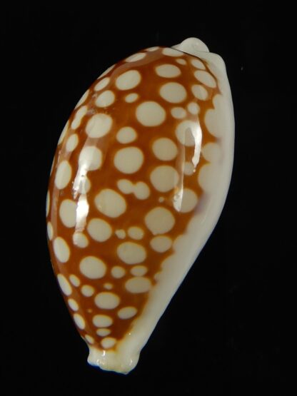 Cribrarula abaliena australiensis 32.72 mm F+++/ Gem-62032