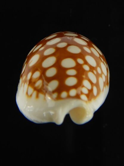 Cribrarula abaliena australiensis 32.72 mm F+++/ Gem-62028