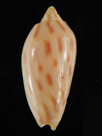 Amoria canaliculata 50.44 mm Gem-62442