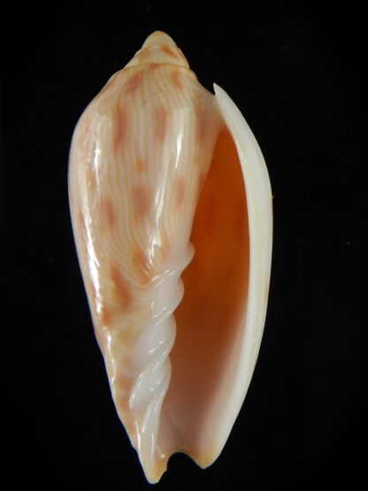 Amoria canaliculata 50.44 mm Gem-62443