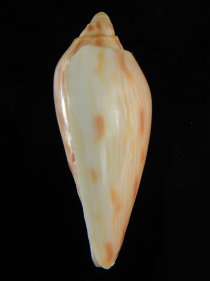 Amoria canaliculata 50.44 mm Gem-62444