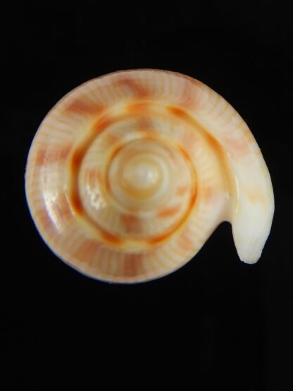 Amoria canaliculata 50.44 mm Gem-62445