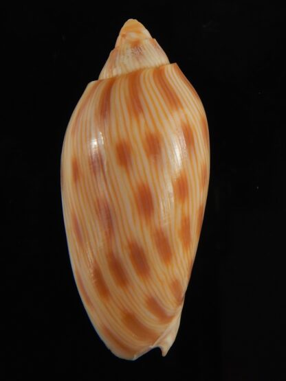 Amoria canaliculata 47.63 mm Gem-62433