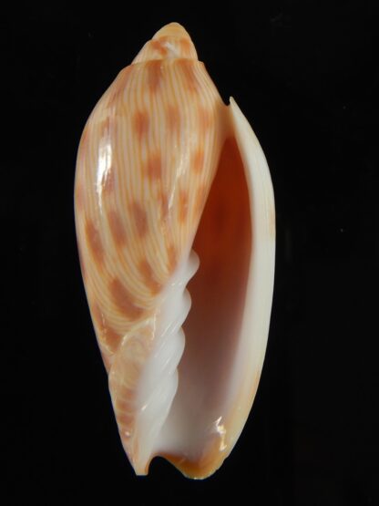Amoria canaliculata 47.63 mm Gem-62435