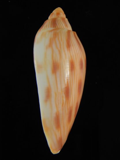 Amoria canaliculata 47.63 mm Gem-62434