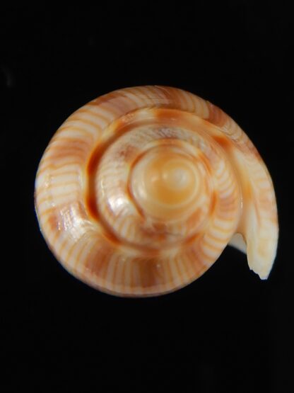 Amoria canaliculata 47.63 mm Gem-62432