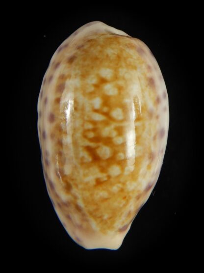 Ovatipsa chinensis sydneyensis 34.61 mm Gem-62235