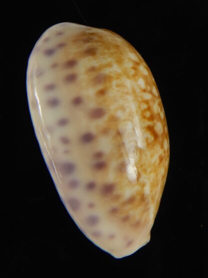 Ovatipsa chinensis sydneyensis 34.61 mm Gem-62240