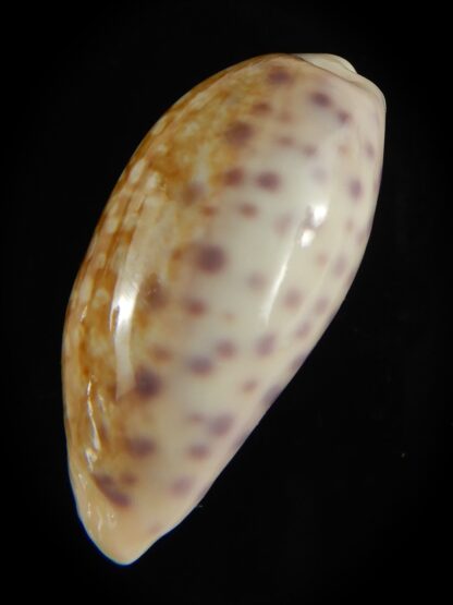 Ovatipsa chinensis sydneyensis 34.61 mm Gem-62238