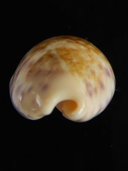 Ovatipsa chinensis sydneyensis 34.61 mm Gem-62241