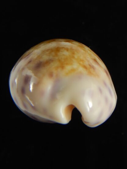 Ovatipsa chinensis sydneyensis 34.61 mm Gem-62239