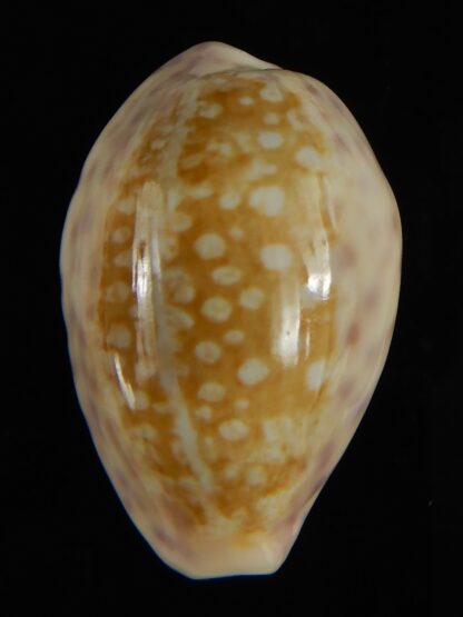 Ovatipsa chinensis sydneyensis 32.24 mm Gem-62221