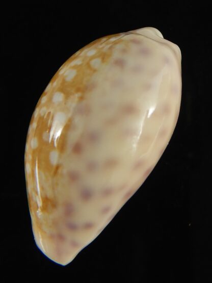 Ovatipsa chinensis sydneyensis 32.24 mm Gem-62227