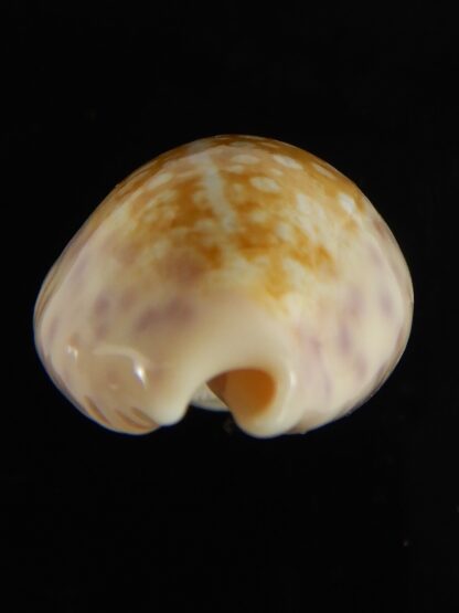 Ovatipsa chinensis sydneyensis 32.24 mm Gem-62222