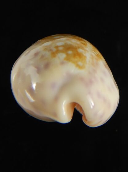 Ovatipsa chinensis sydneyensis 32.24 mm Gem-62223