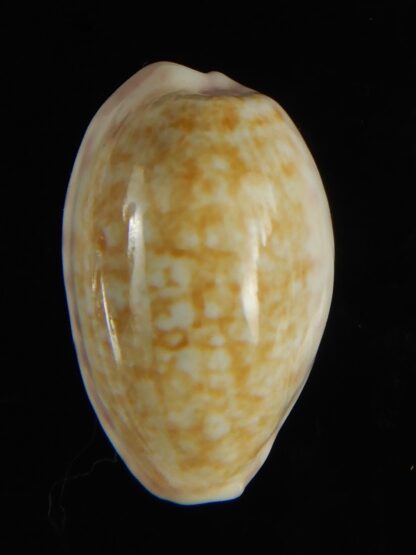 Ovatipsa chinensis sydneyensis 26.68 mm Gem-62207