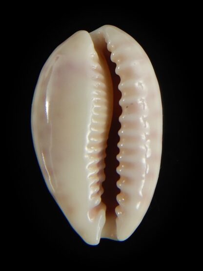 Ovatipsa chinensis sydneyensis 26.68 mm Gem-62212