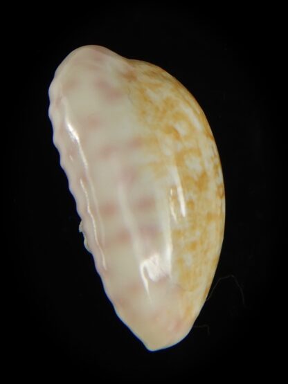 Ovatipsa chinensis sydneyensis 26.68 mm Gem-62213