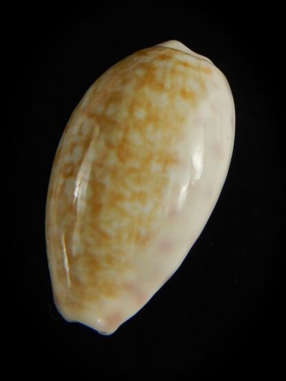 Ovatipsa chinensis sydneyensis 26.68 mm Gem-62211