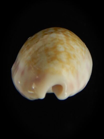 Ovatipsa chinensis sydneyensis 26.68 mm Gem-62208