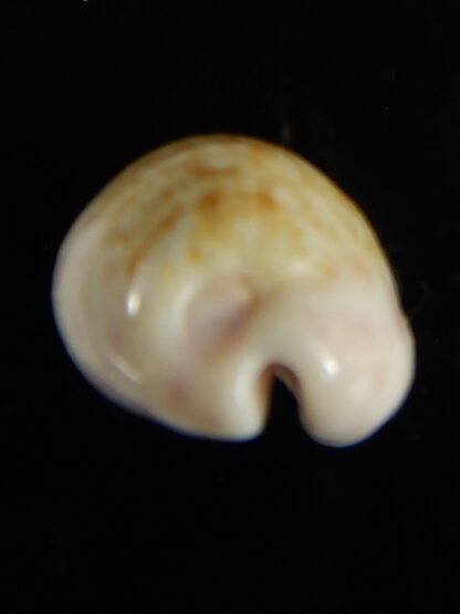 Ovatipsa chinensis sydneyensis 26.68 mm Gem-62209