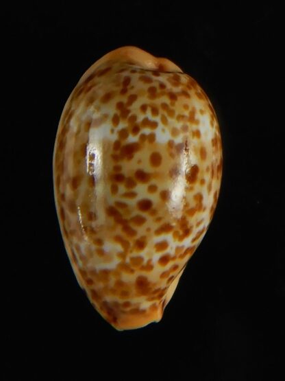 Palmadusta humphreyii... Very Big size ... 18.98 mm Gem-62317