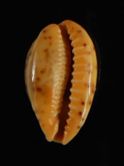 Palmadusta humphreyii... Very Big size ... 18.98 mm Gem-62323