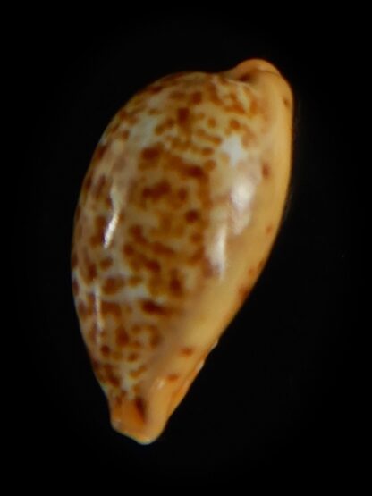 Palmadusta humphreyii... Very Big size ... 18.98 mm Gem-62320