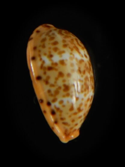 Palmadusta humphreyii... Very Big size ... 18.63 mm Gem-62305