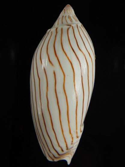 Amoria ellioti 86.98 mm Gem-62493