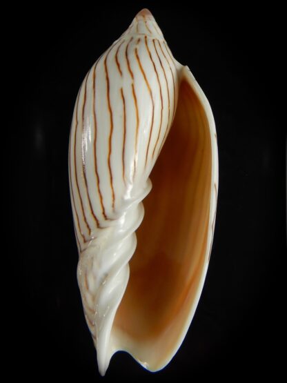 Amoria ellioti 86.98 mm Gem-62494