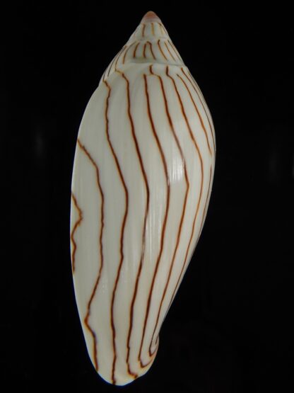 Amoria ellioti 86.98 mm Gem-62492