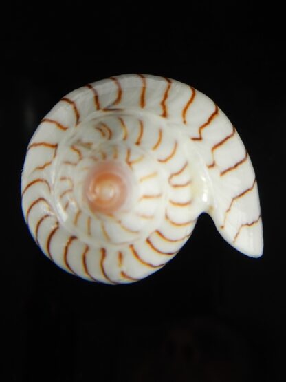 Amoria ellioti 86.98 mm Gem-62495
