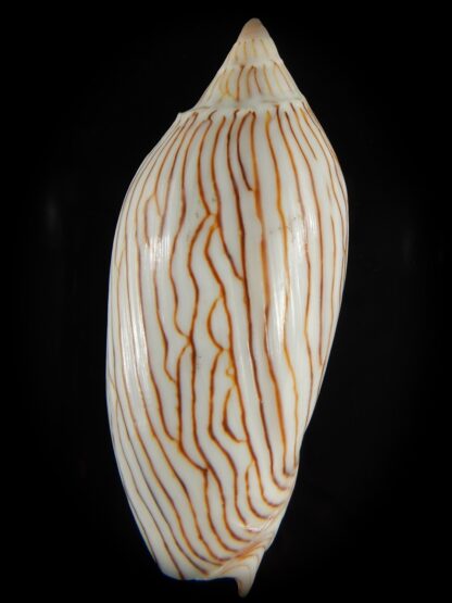 Amoria ellioti "intermediat" 92.11 mm Gem-62517