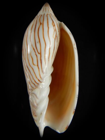 Amoria ellioti "intermediat" 92.11 mm Gem-62518