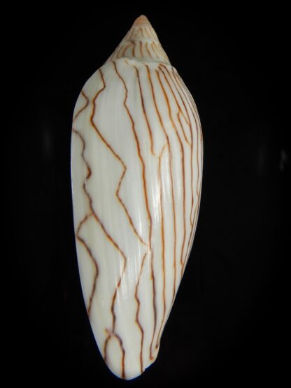 Amoria ellioti "intermediat" 92.11 mm Gem-62520