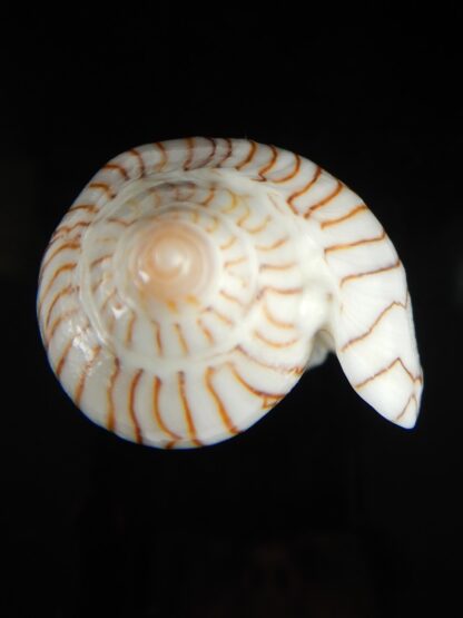 Amoria ellioti "intermediat" 92.11 mm Gem-62519