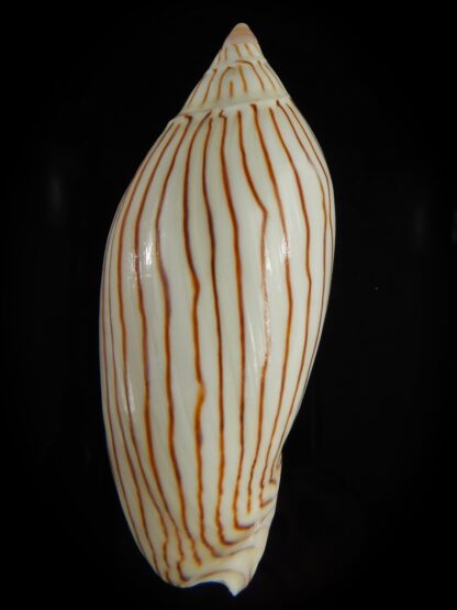 Amoria ellioti 87.72 mm Gem-62510