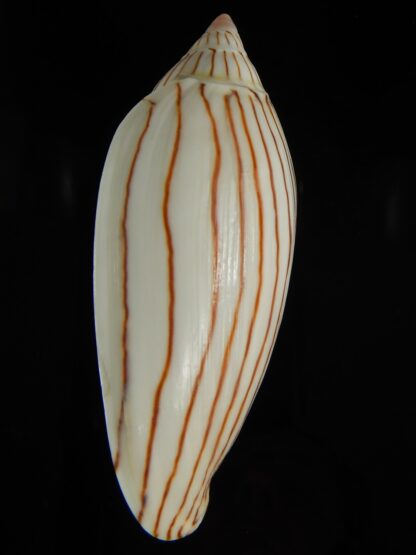 Amoria ellioti 87.72 mm Gem-62508