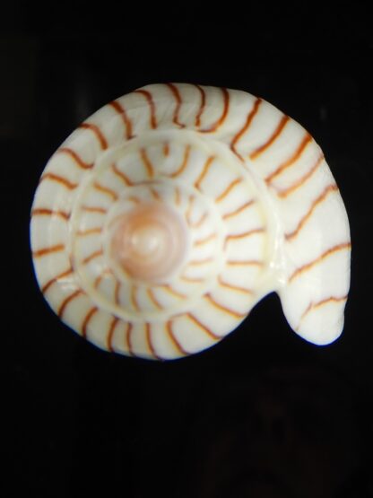 Amoria ellioti 87.72 mm Gem-62507