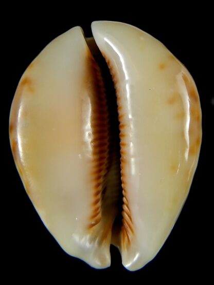 Mauritia asiatica gibba. 54,03 mm Gem-61781