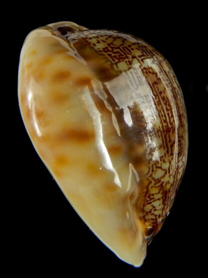 Mauritia asiatica gibba. 54,03 mm Gem-61779