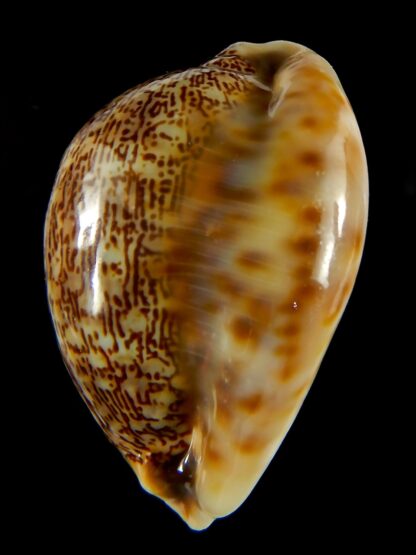 Mauritia asiatica gibba. 54,03 mm Gem-61782