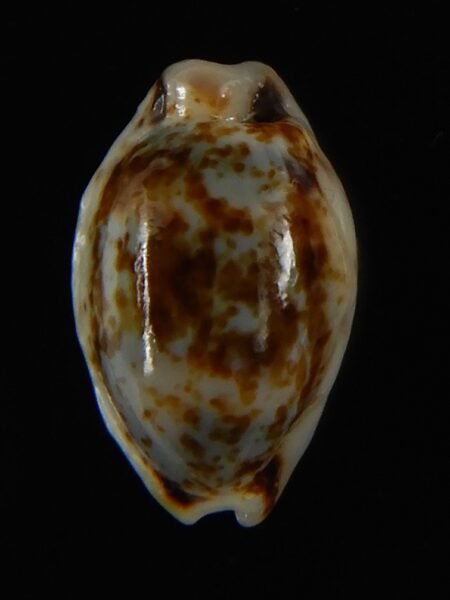 Bistolida hirundo rouxi N&R 14.59 mm Gem-62425