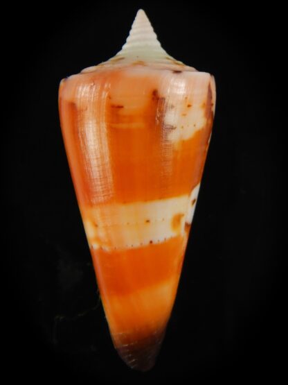 Strategoconus krabiensis 43.72 mm Gem -61938