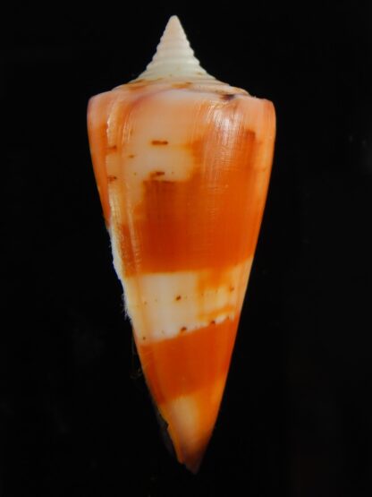 Strategoconus krabiensis 43.72 mm Gem -61940