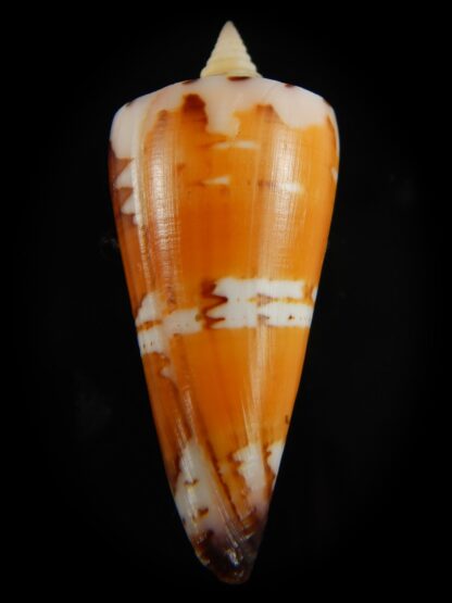 Strategoconus krabiensis 46.13 mm Gem-61958
